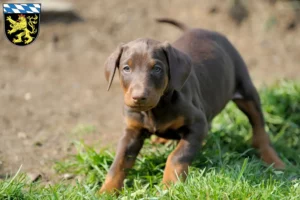 Mehr über den Artikel erfahren Dobermann Züchter und Welpen in Oberbayern