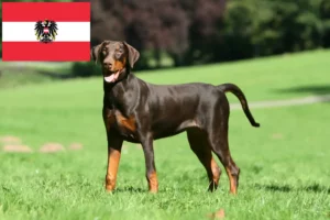 Mehr über den Artikel erfahren Dobermann Züchter und Welpen in Österreich