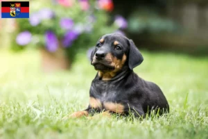 Mehr über den Artikel erfahren Dobermann Züchter und Welpen in Ostfriesland