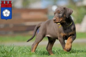 Mehr über den Artikel erfahren Dobermann Züchter und Welpen in Ottweiler