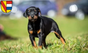 Mehr über den Artikel erfahren Dobermann Züchter und Welpen in Pforzheim