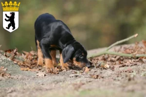 Mehr über den Artikel erfahren Dobermann Züchter und Welpen in Reinickendorf