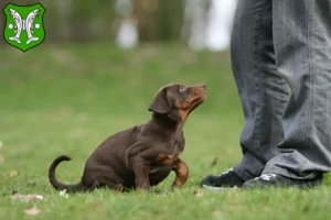 Mehr über den Artikel erfahren Dobermann Züchter und Welpen in Saalfeld/Saale