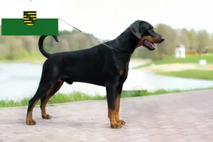 Mehr über den Artikel erfahren Dobermann Züchter und Welpen in Sachsen