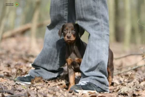 Mehr über den Artikel erfahren Dobermann Züchter und Welpen im Schwarzwald