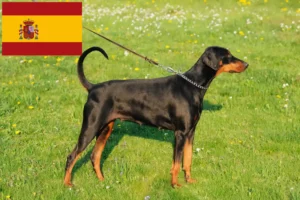Mehr über den Artikel erfahren Dobermann Züchter und Welpen in Spanien