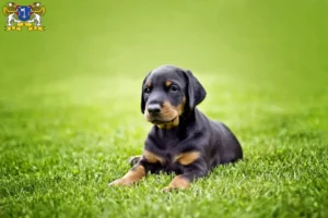 Mehr über den Artikel erfahren Dobermann Züchter und Welpen in Stade