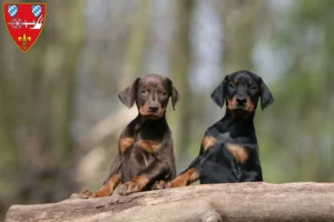 Mehr über den Artikel erfahren Dobermann Züchter und Welpen in Straubing