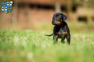 Mehr über den Artikel erfahren Dobermann Züchter und Welpen am Tegernsee