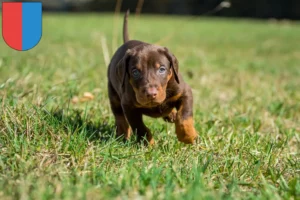 Mehr über den Artikel erfahren Dobermann Züchter und Welpen im Tessin