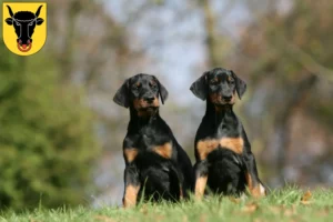 Mehr über den Artikel erfahren Dobermann Züchter und Welpen in Uri