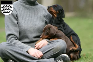 Mehr über den Artikel erfahren Dobermann Züchter und Welpen in Waiblingen