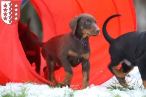 Mehr über den Artikel erfahren Dobermann Züchter und Welpen aus dem Wallis