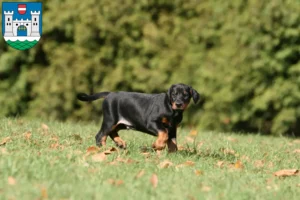 Mehr über den Artikel erfahren Dobermann Züchter und Welpen in Wels