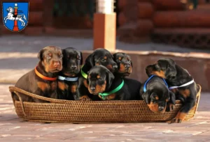 Mehr über den Artikel erfahren Dobermann Züchter und Welpen in Wolfenbüttel