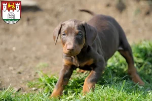 Mehr über den Artikel erfahren Dobermann Züchter und Welpen in Wolfsburg