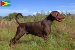 Mehr über den Artikel erfahren Dobermann Züchter und Welpen in Guyana