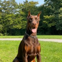 Dobermann Deckrüde von schwarze Kraft