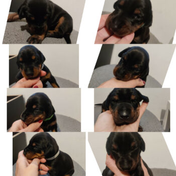 Schöne Dobermann Welpen