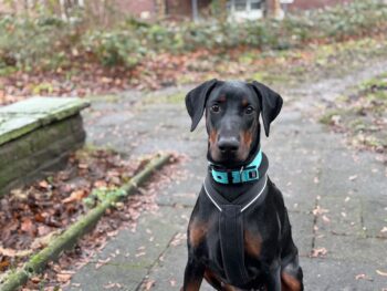 Reinrassige Dobermann Mädchen ( 9 Monate) mit Ahnentafel abzugeben