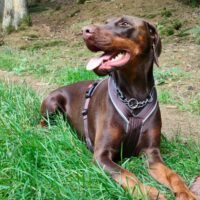 Reinrassige Dobermann Welpen mit Ahnentafel D-Wurf in Erwartung