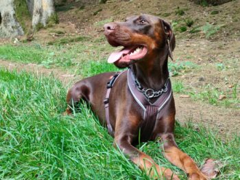 Reinrassige Dobermann Welpen mit Ahnentafel D-Wurf in Erwartung